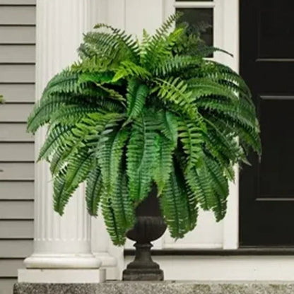 Boston Fern - Last Day 75% OFF