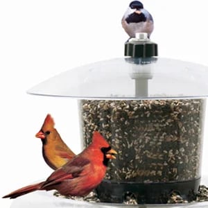 Squirrel-Proof Bird Feeder - Hot sale 50%