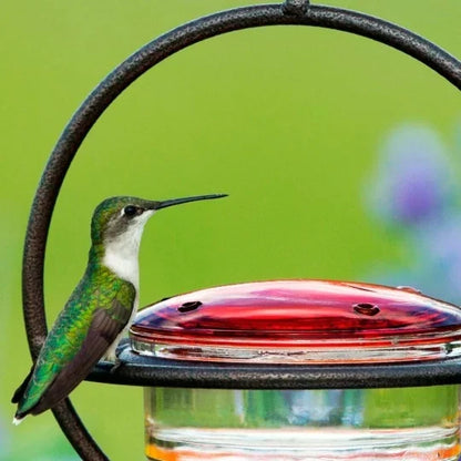 Hummble Slim Hummingbird Feeder – Hot Sale 50% Off