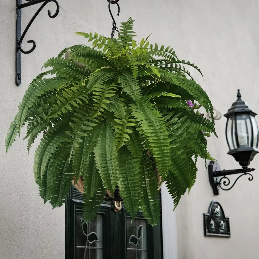 Boston Fern - Last Day 75% OFF