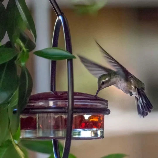 Hummble Slim Hummingbird Feeder – Hot Sale 50% Off