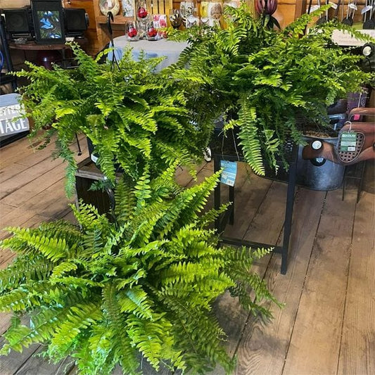 UV Resistant Lifelike Artificial Boston Fern – Hot Sale 50% Off