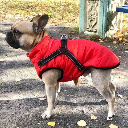 Waterproof Winter Jacket With Built-In Harness