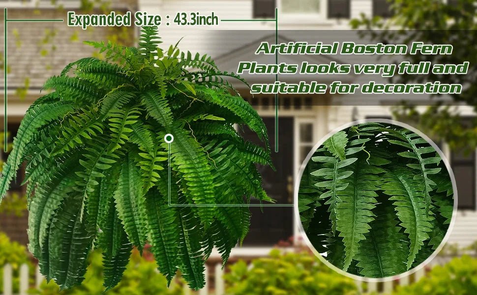 Boston Fern - Last Day 75% OFF